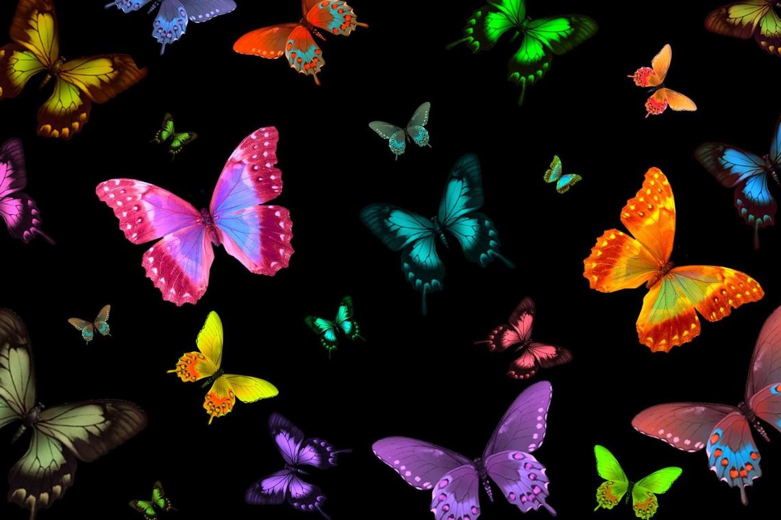 Molte farfalle colorate sfondo 2560x1440 28182 51